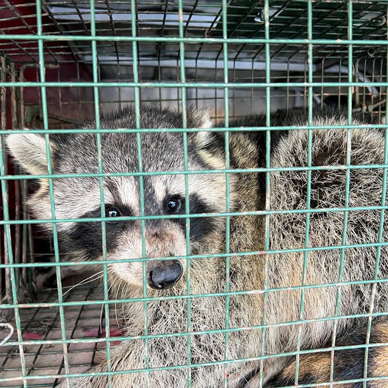 iowa animal removal