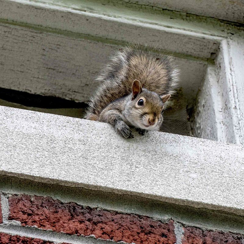 iowa wildlife prevention